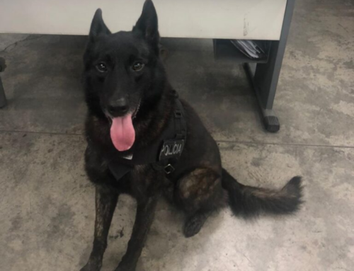 Polícia Civil inaugura núcleo com cães em Palhoça