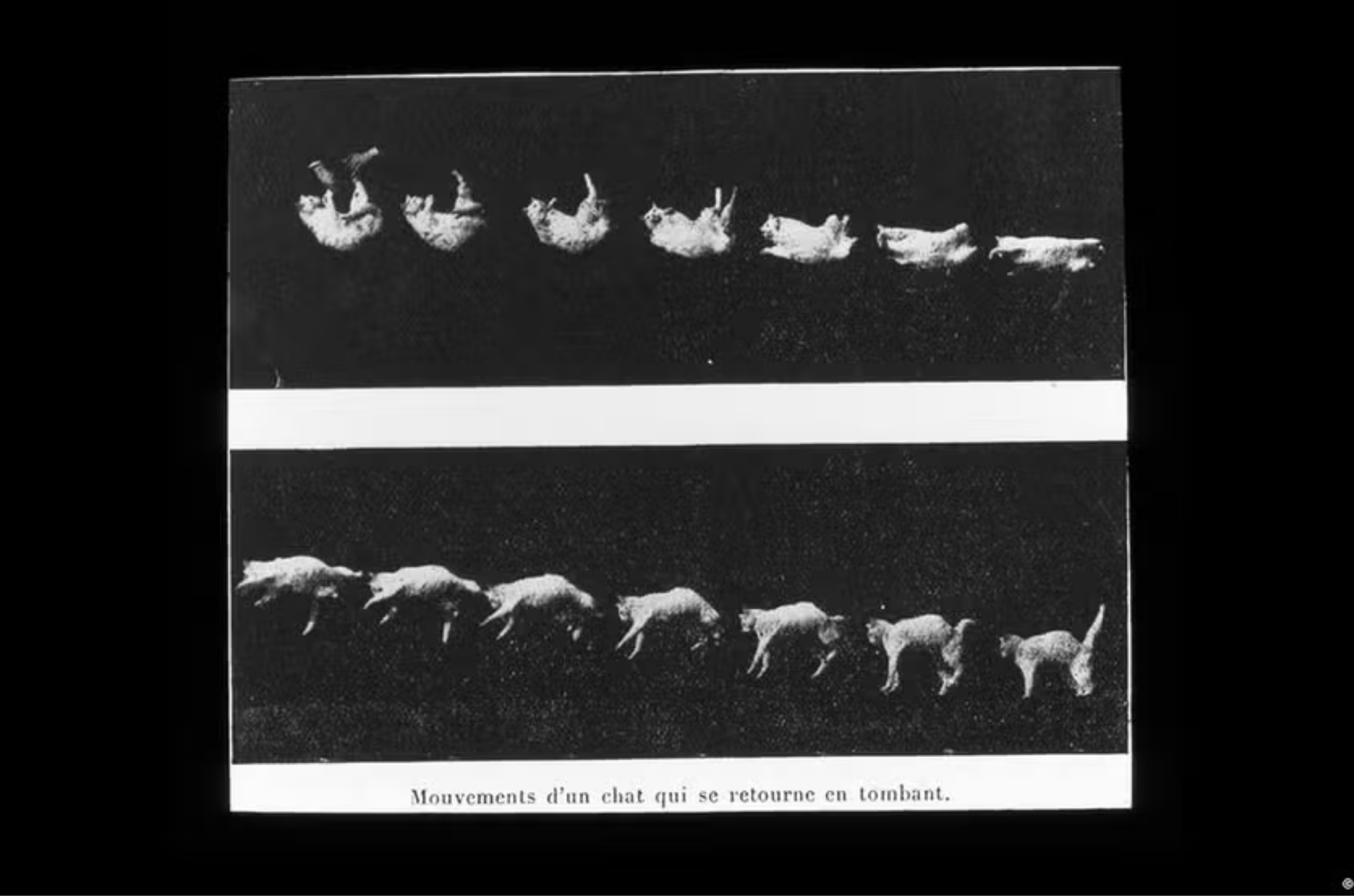 Em 1894, o fisiologista francês Étienne-Jules Marey registrou a queda de um gato com uma das primeiras câmeras de alta velocidade — Foto: piemags/IMAGO