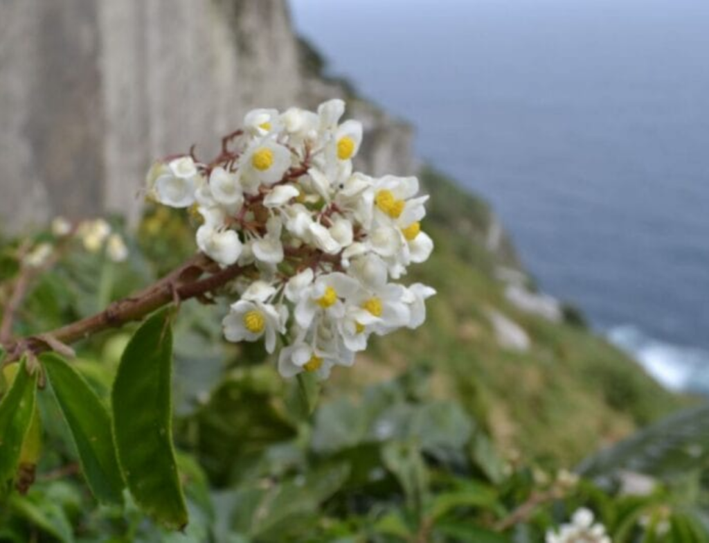 Planta considerada extinta há mais de um século é redescoberta no litoral de SP