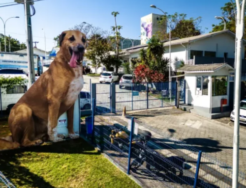 Justiça manda Florianópolis ampliar atendimento a animais