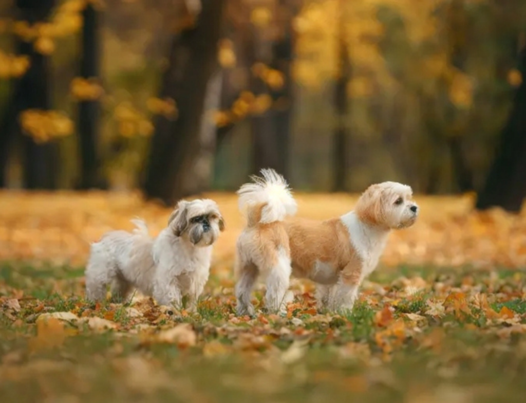 Mudanças no outono exigem cuidados extras com pets