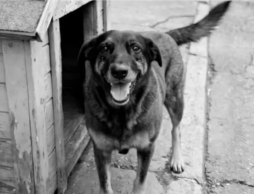 Governo endurece multas por maus-tratos após caso do cão Orelha