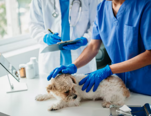 Atendimento veterinário domiciliar ganha regras nacionais