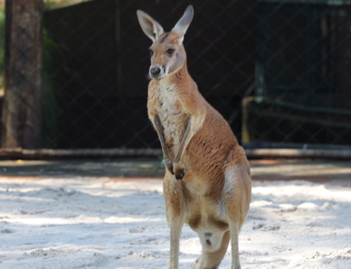 Zoológico de São Paulo volta a ter cangurus após quase 20 anos