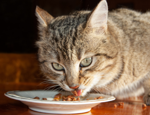 Quantas vezes por dia alimentar um gato? Veja recomendações
