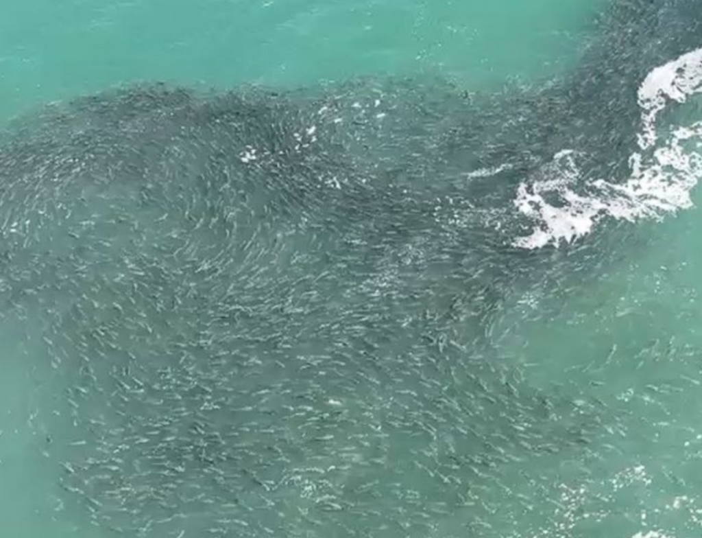 Cardume de tainhas surge antes do previsto e chama atenção em Laguna