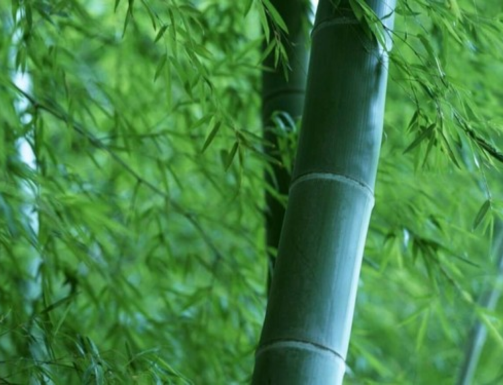 Bambu mossô cresce até 1 metro por dia e impressiona