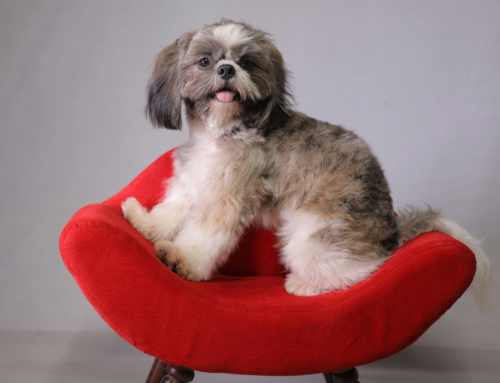 Camas e casinhas para pets ajudam a garantir conforto e bem-estar