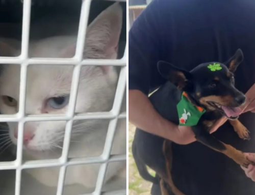 Pets de vítima de crime são resgatados em Florianópolis