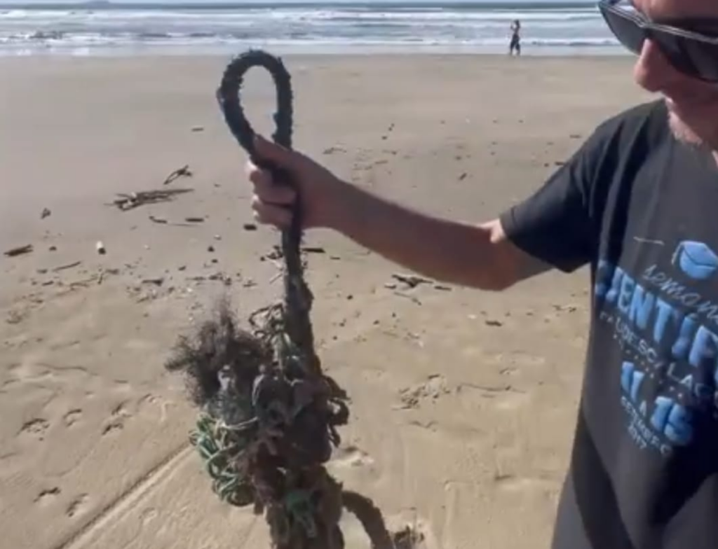 Estudo da Udesc alerta para qualidade das praias