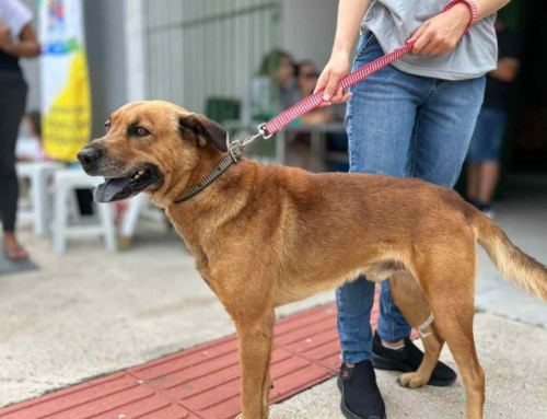 Laguna publica resultado de castração no bairro Parobé