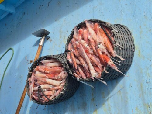 Santa Catarina publica regras emergenciais para pesca da lula