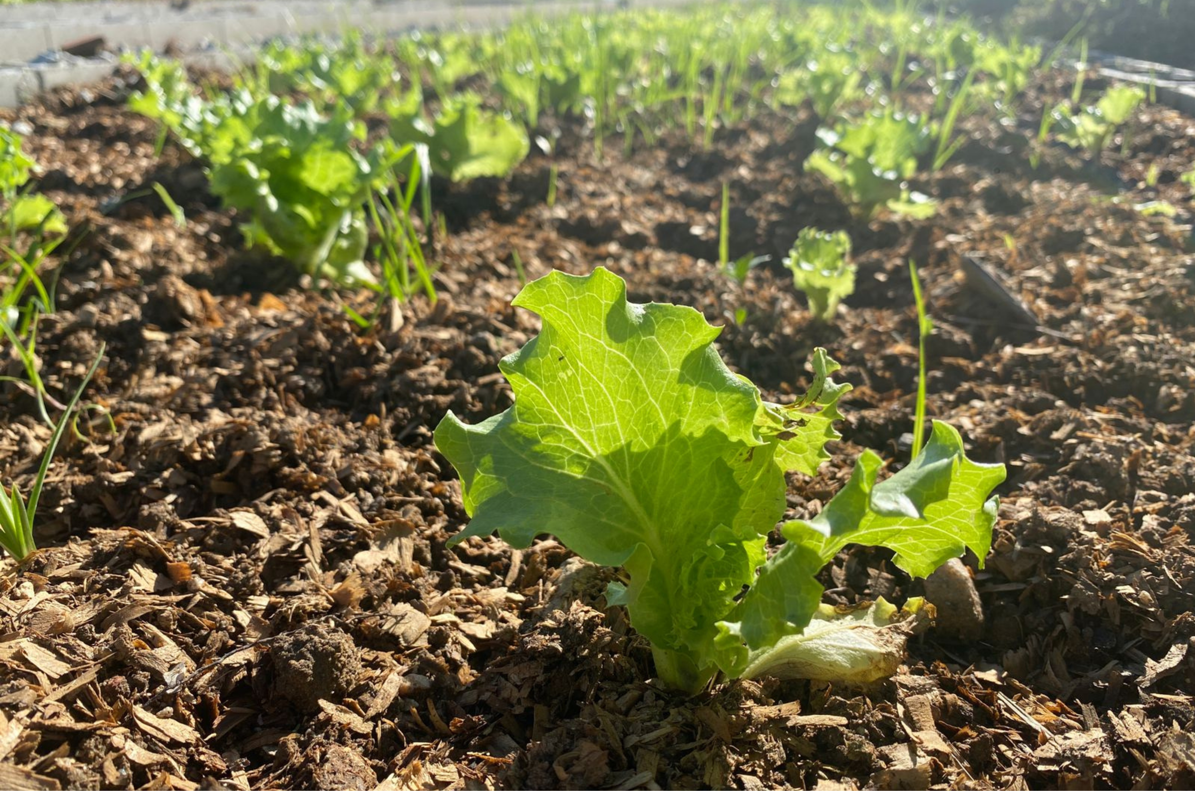 São José amplia hortas urbanas e lança nova unidade na Serraria