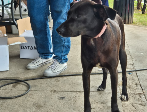 São José multa tutores por cães soltos perto de escolas