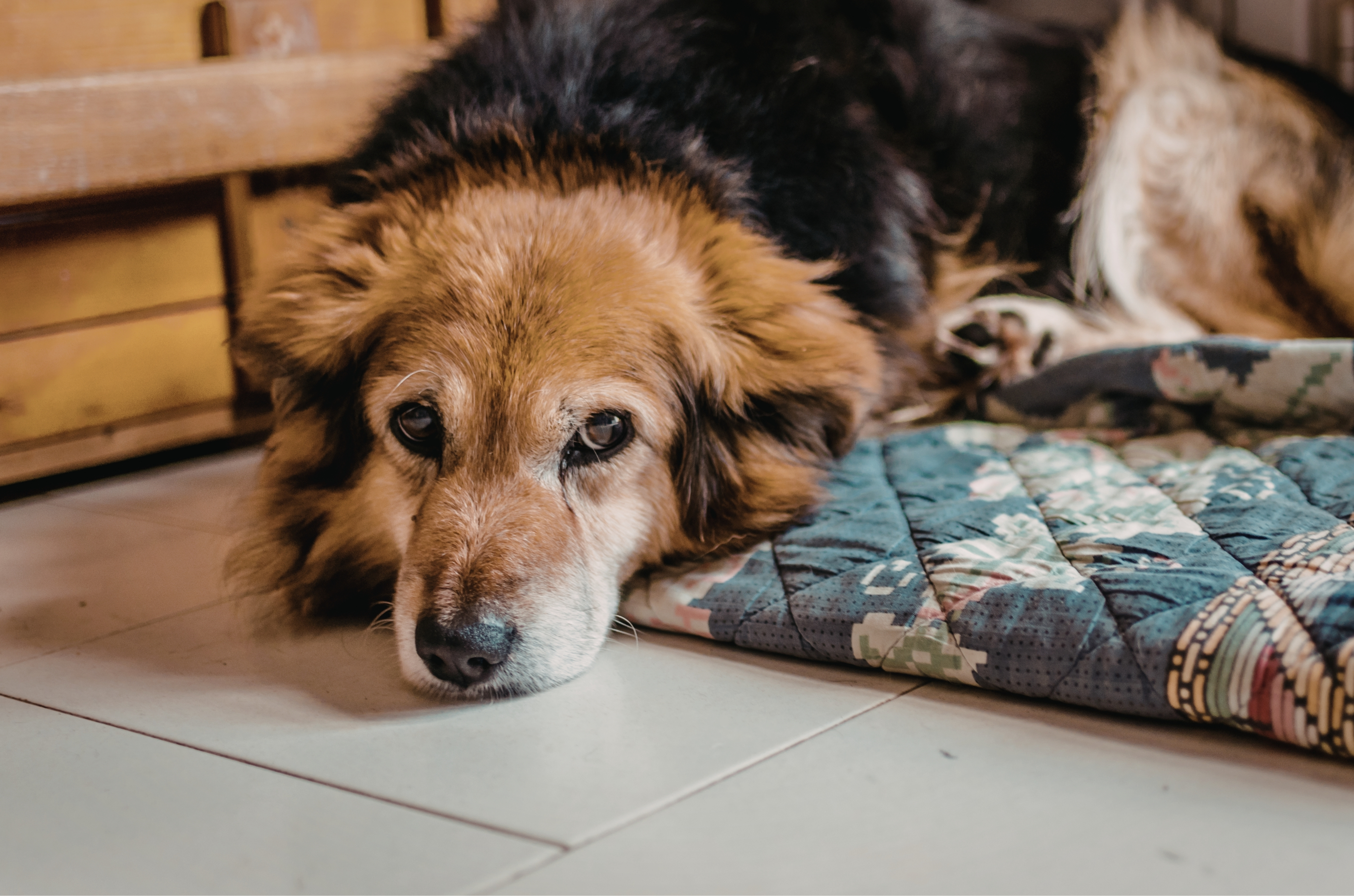 Seu cão idoso está sofrendo? Veja sinais ignorados