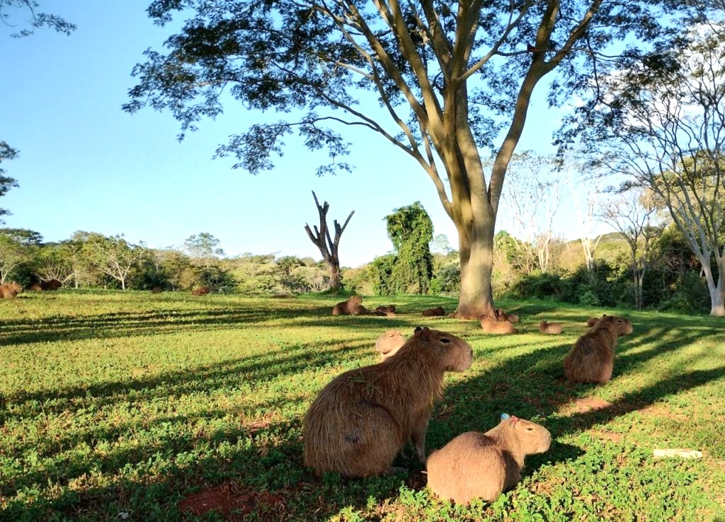 Trecho de rua com intensa circulação de capivaras recebe sinalização especial em Jaraguá do Sul