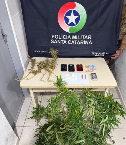 Suspeito é preso por cultivar maconha e tenta danificar aparelhos celulares em Itapema