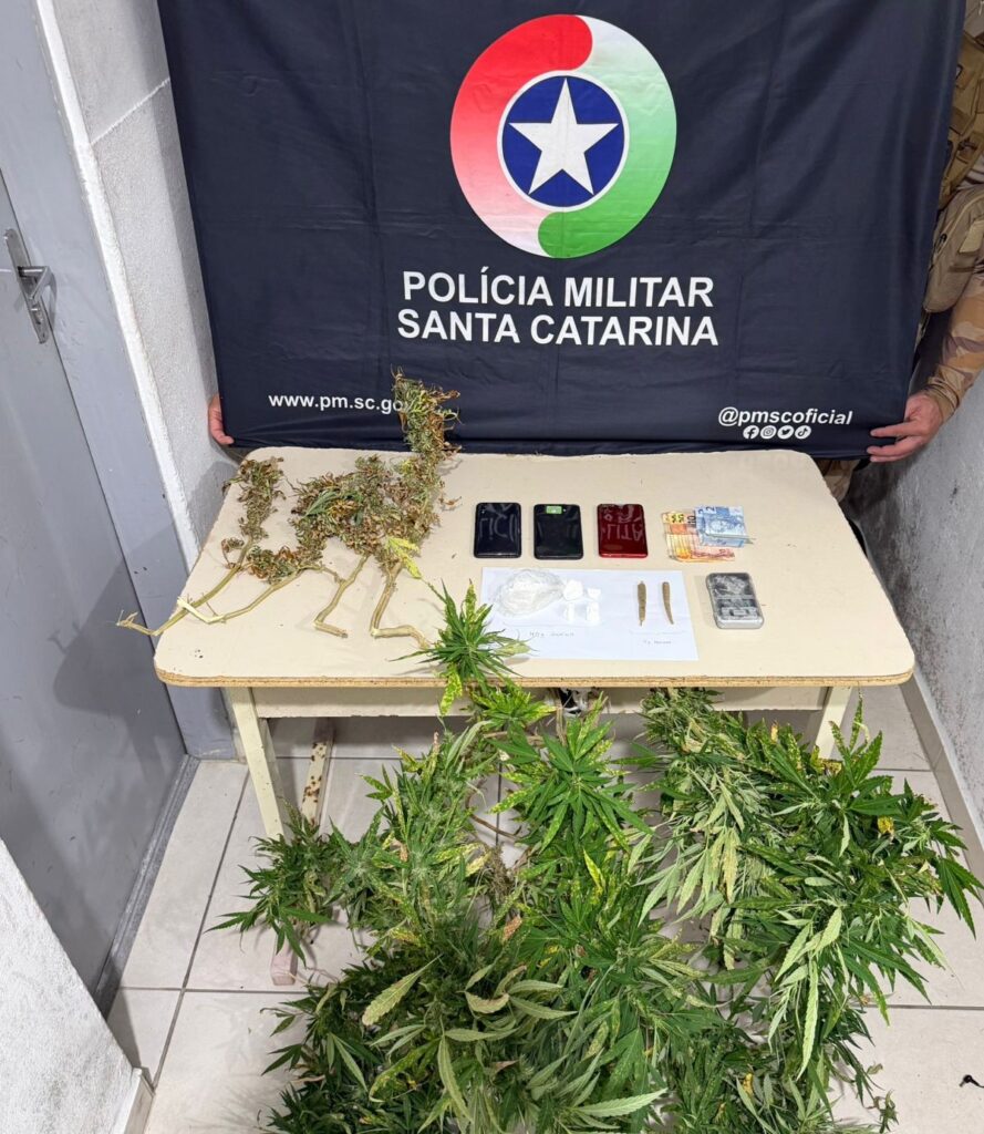 Suspeito é preso por cultivar maconha e tenta danificar aparelhos celulares em Itapema