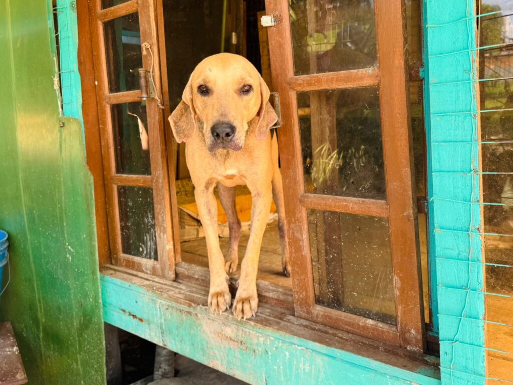Mutirão é promovido para adoção de 50 cães resgatados em Itapema