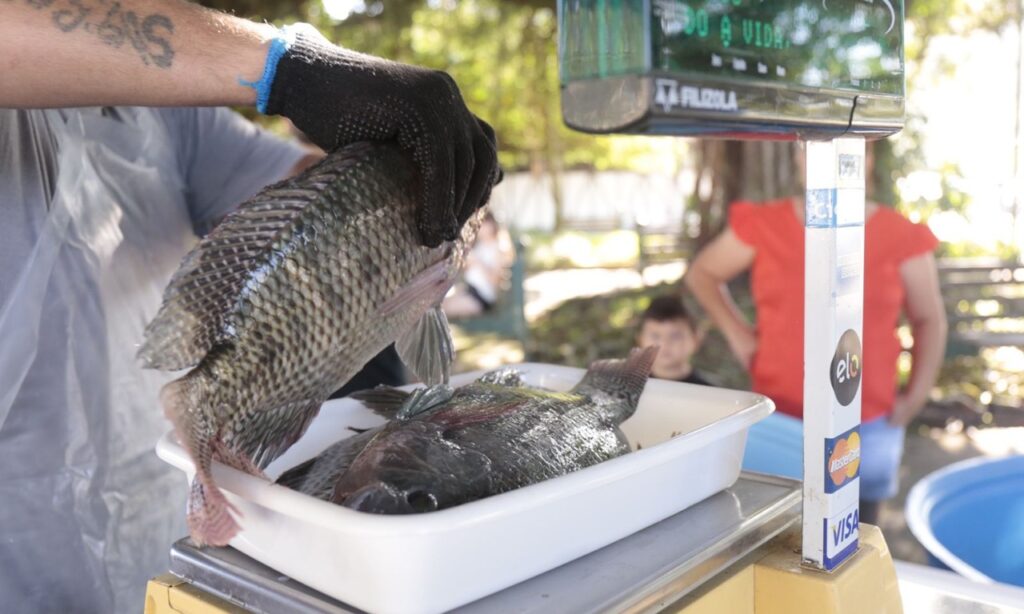 Feira do Peixe Vivo promove venda direta do produtor ao consumidor em bairro de Joinville