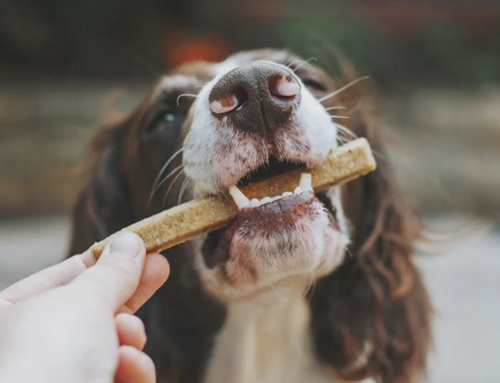 Rotina previsível ajuda a reduzir ansiedade em cães