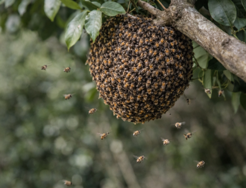 Bombeiros orientam como agir em casos de enxames de abelhas