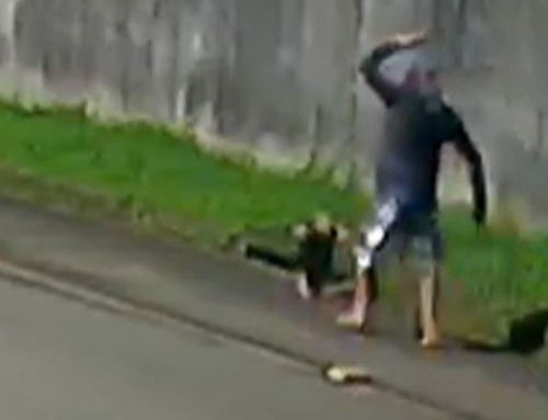 Homem é mata tamanduá a pauladas em Turvo