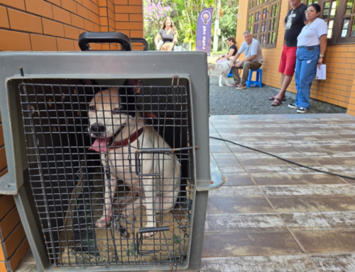 Urussanga realiza castração gratuita de pets neste sábado