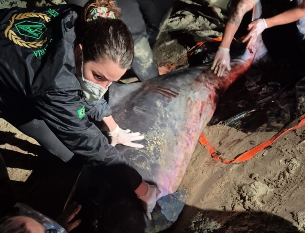 Cachalote-anão morre após encalhe em praia de SC