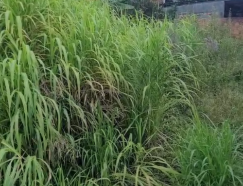 Moradora denuncia abandono de terreno e casa em Criciúma