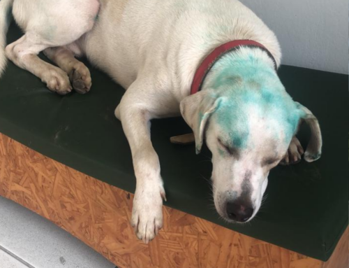 Cão é alvo de trote com tinta em universidade de Criciúma