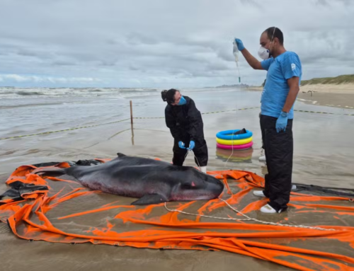 Cachalote-pigmeu raro encalha e morre em praia de Passo de Torres