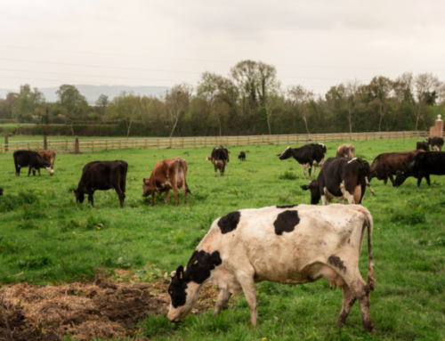 Prefeitura de Morro da Fumaça subsidia sementes com 50% de desconto para produtores