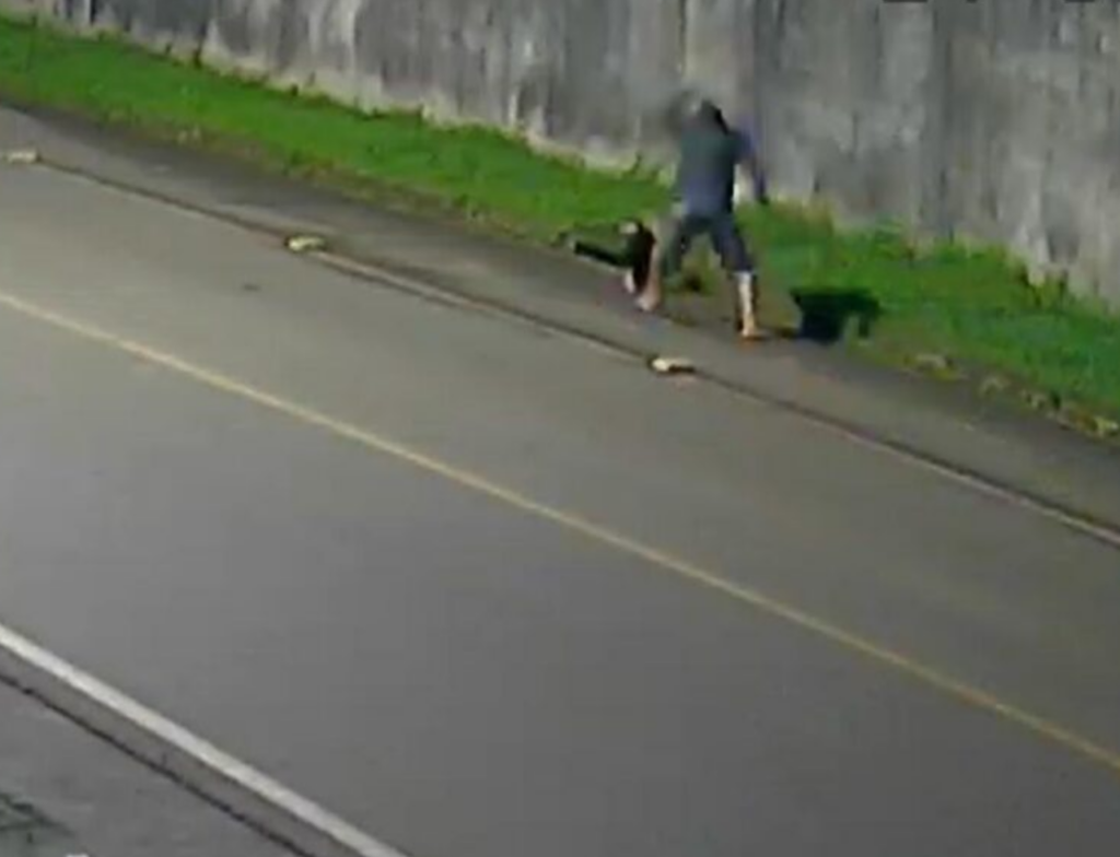 Polícia identifica suspeito de matar tamanduá em Turvo