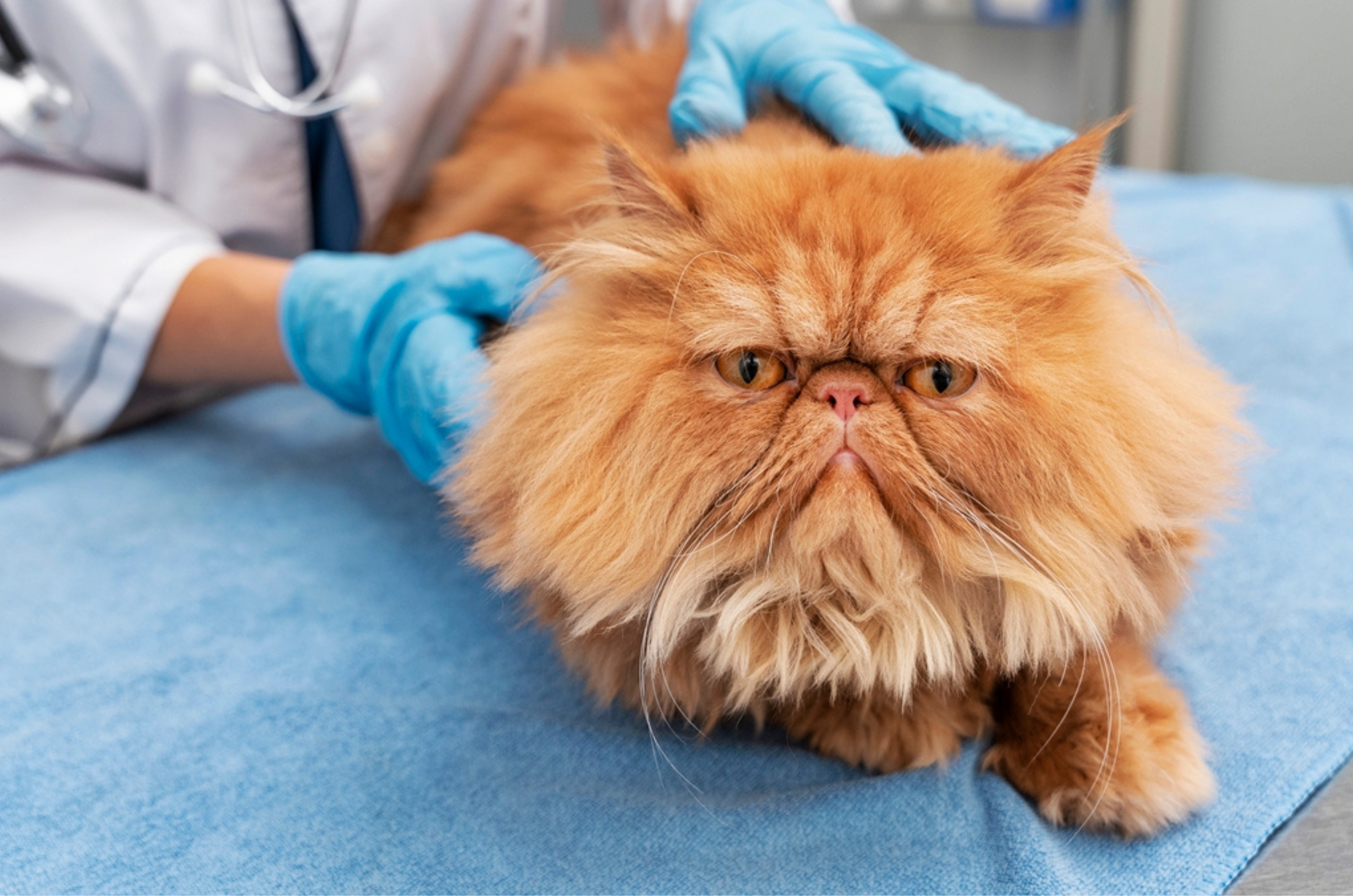 87% dos casos com pets viram emergência no fim de semana