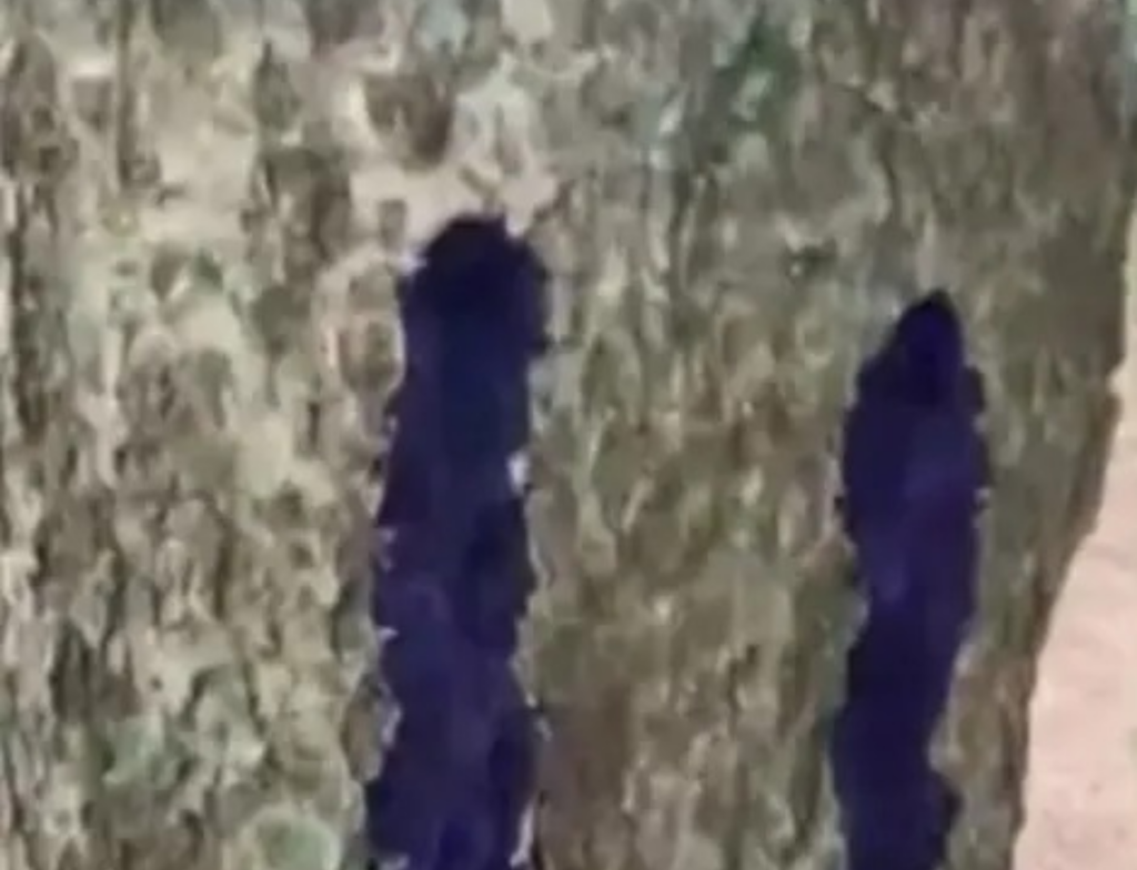 Árvores podem ter sido envenenadas em parque de Florianópolis e revolta moradores