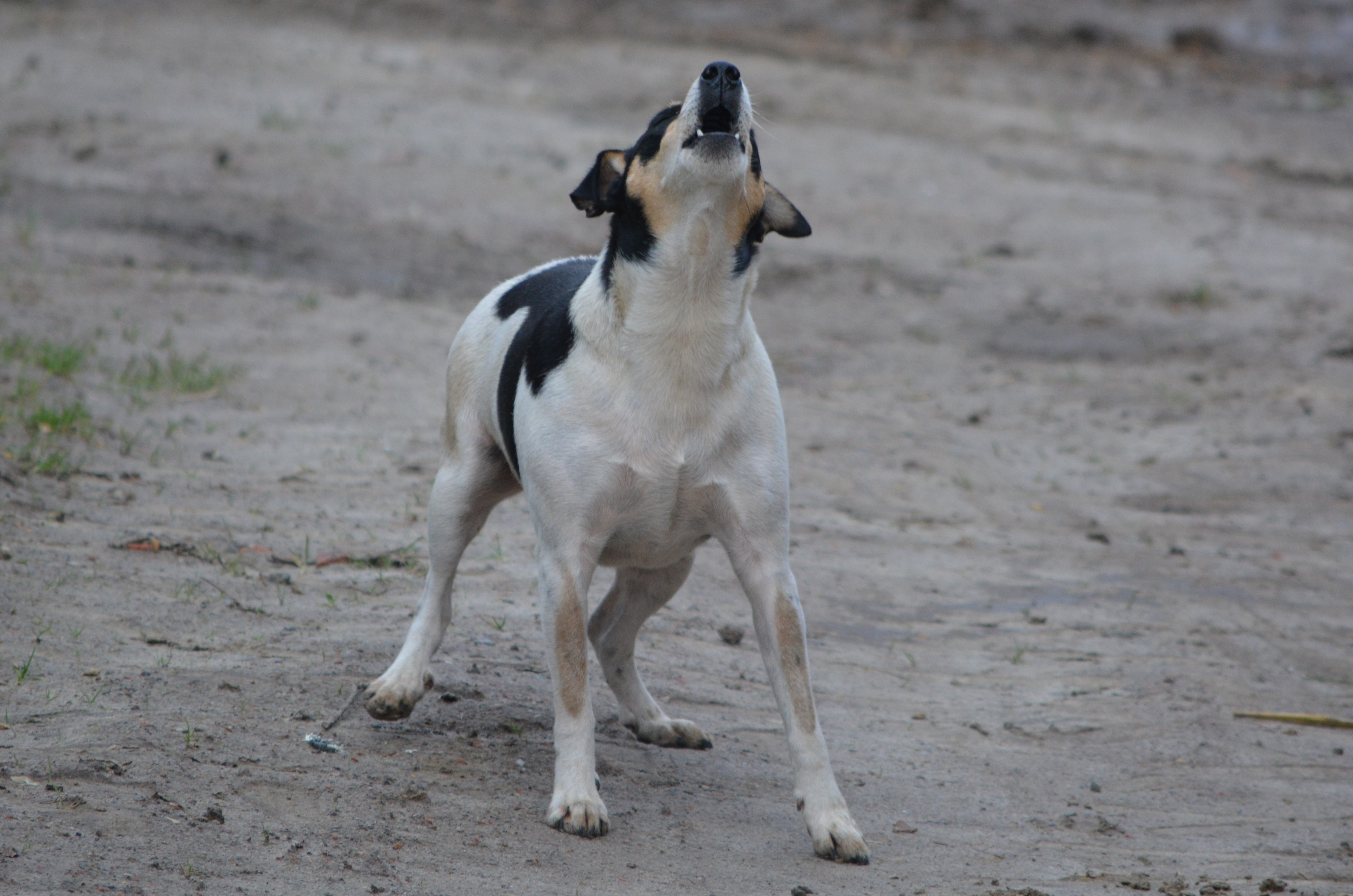 Cães ajustam uivos à música e surpreendem cientistas