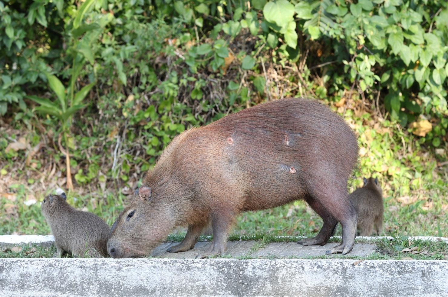 Capivara ferida mobiliza autoridades no Centro de Tubarão