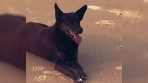 Caso Orelha: MP pede nova diligência e amplia prazo de investigação