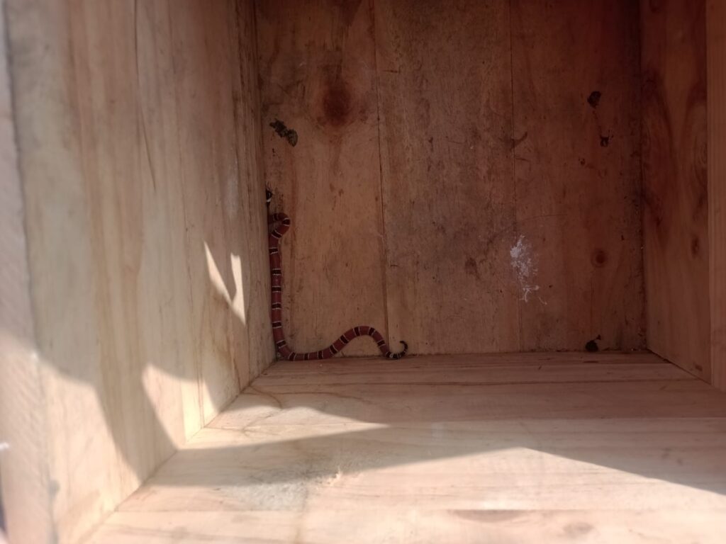 Cobra-coral é capturada em casa em São José