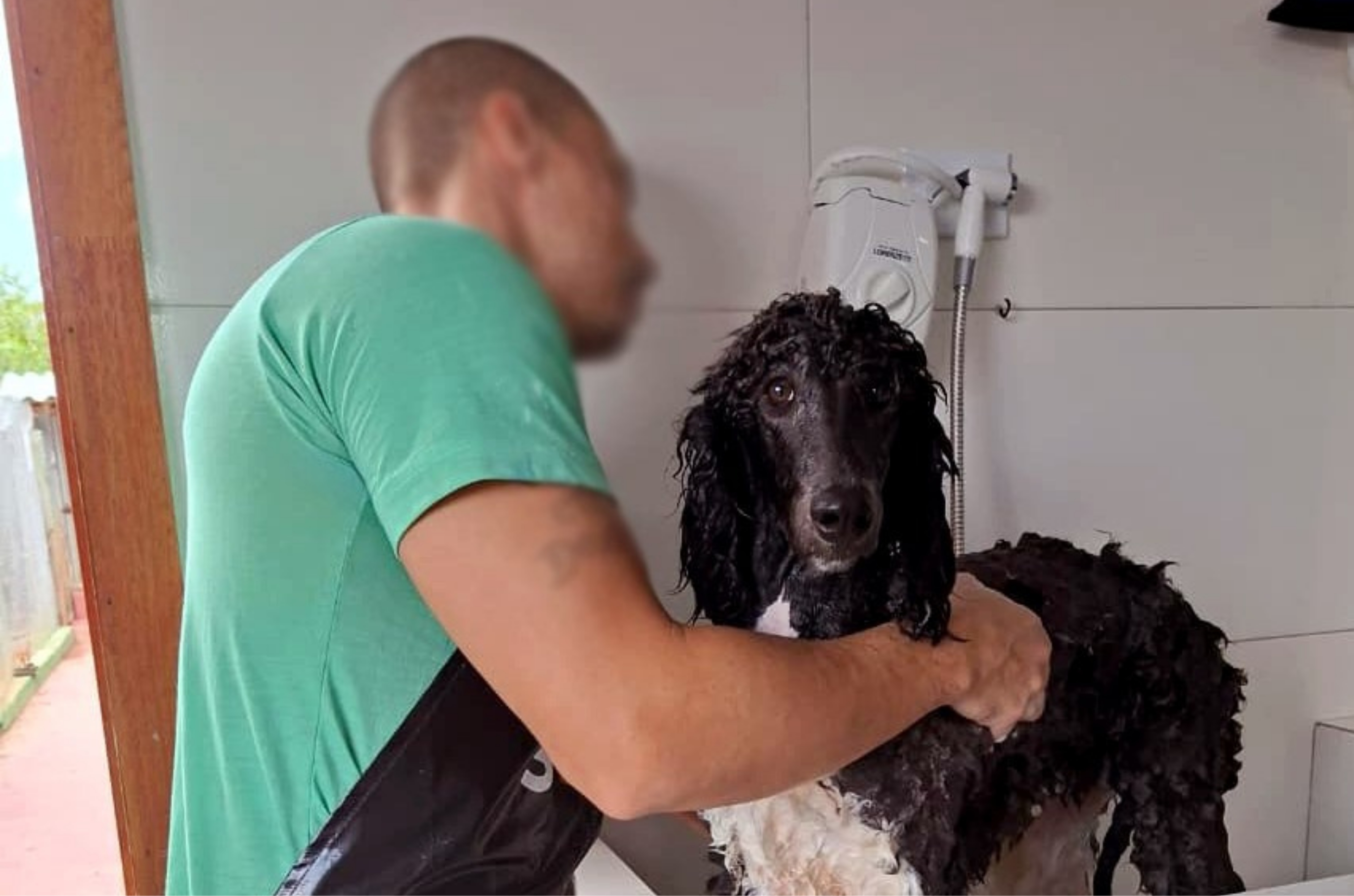 Curso de banho e tosa em presídio abre portas de emprego em Santa Catarina