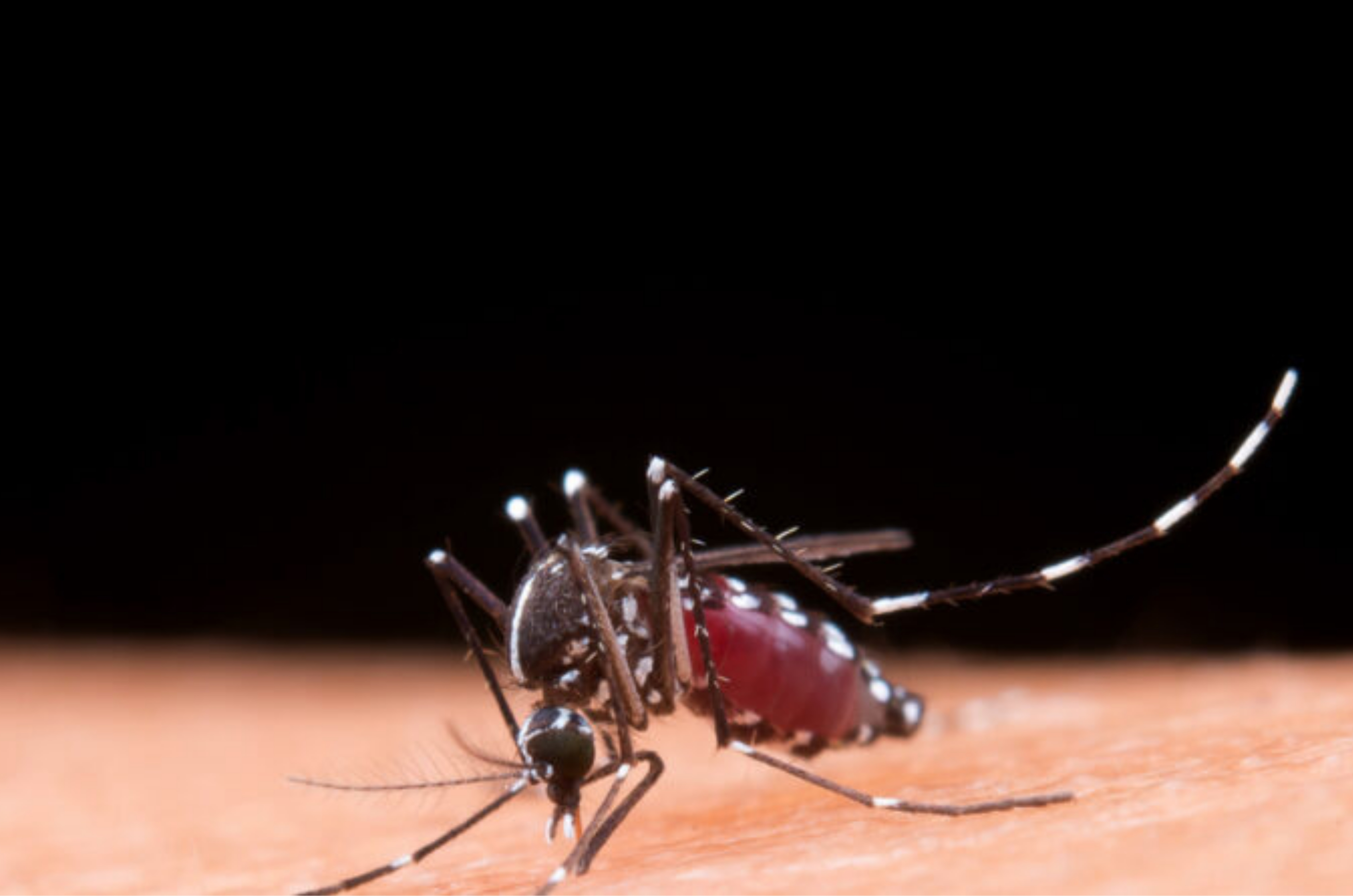 Dengue dispara em Tubarão e focos passam de 390