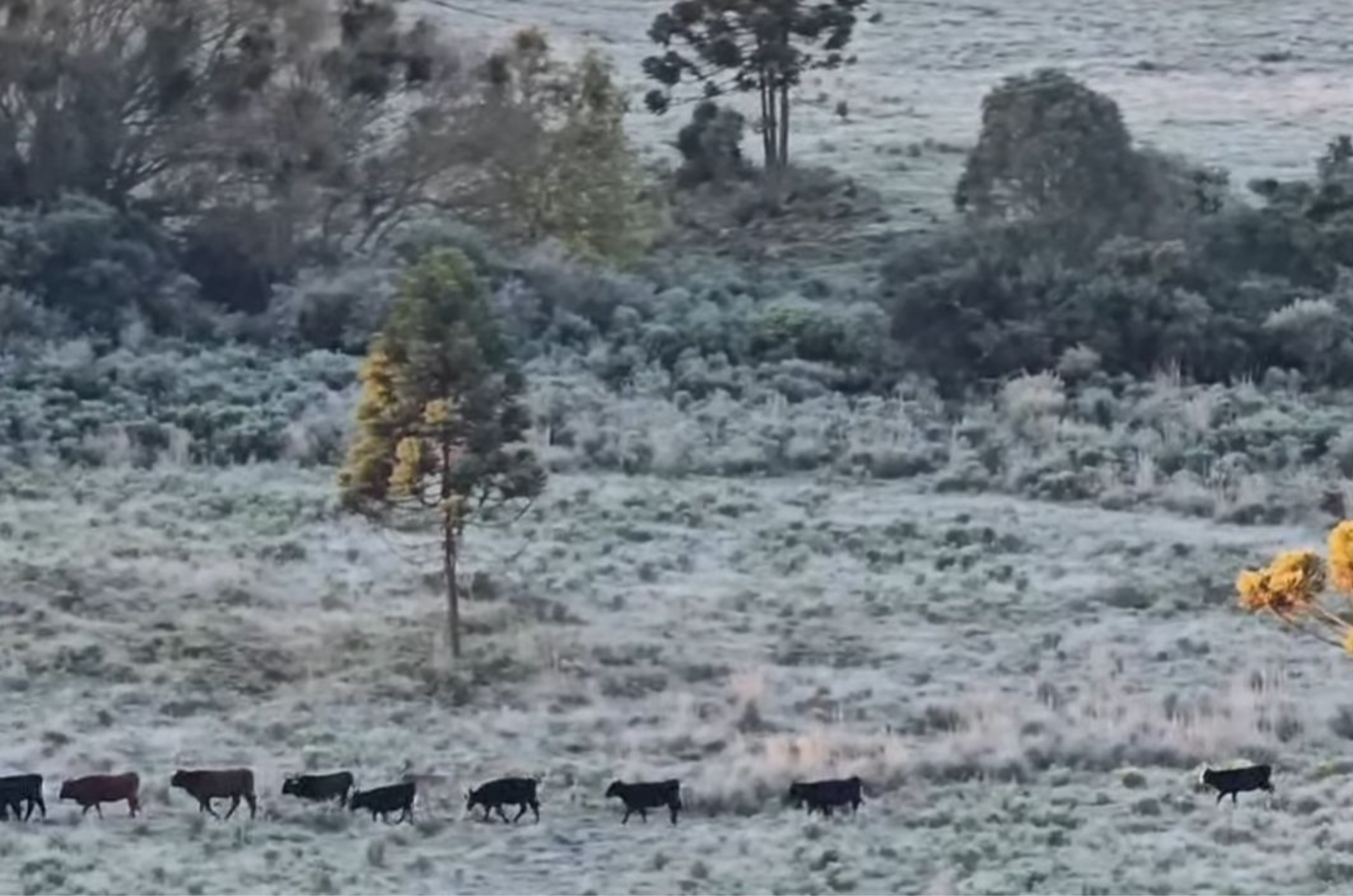 Frio intenso derruba temperaturas em Santa Catarina e registra -3,3°C