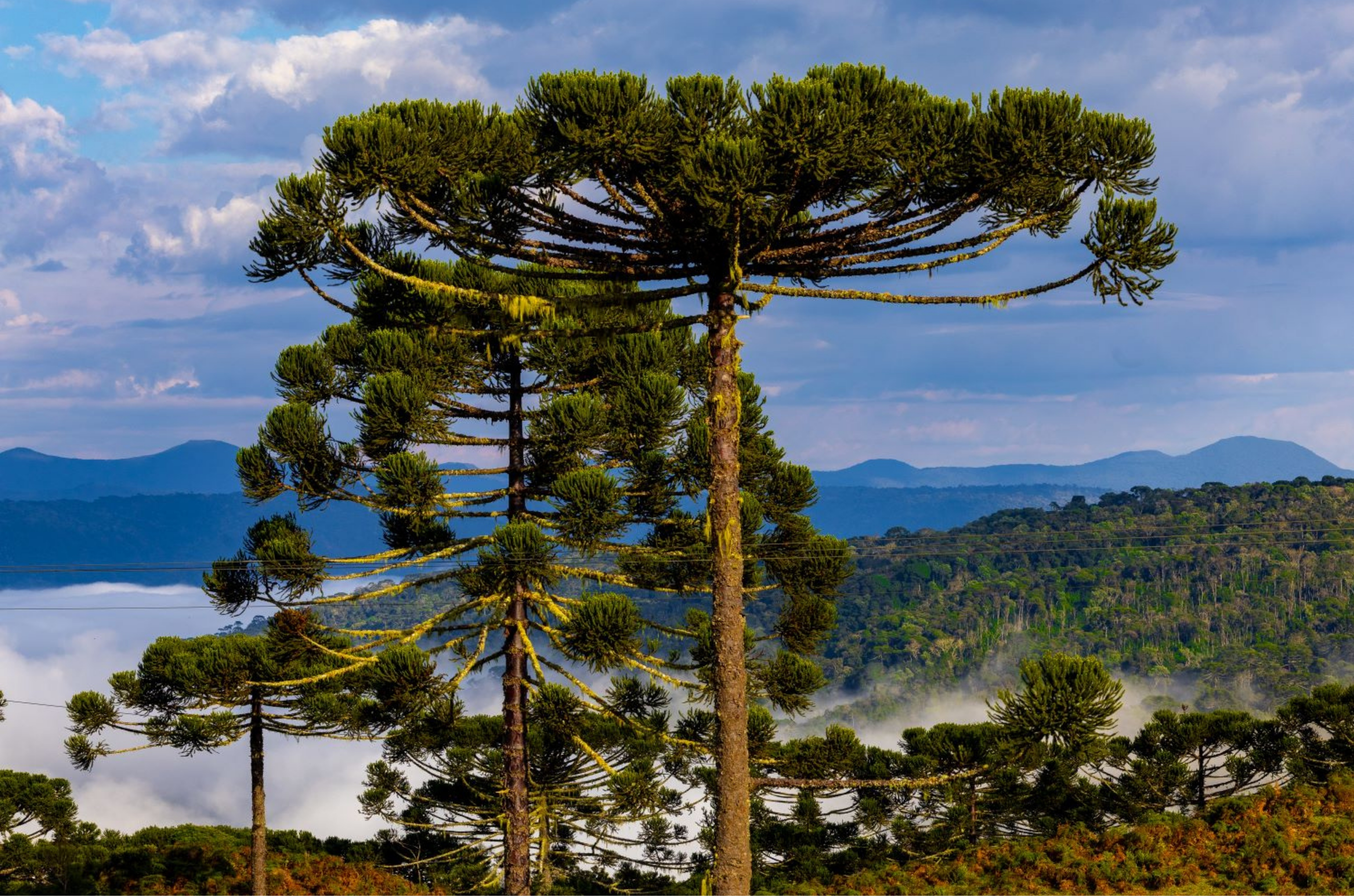 Frio intenso e temporais: veja a virada do tempo em Santa Catarina