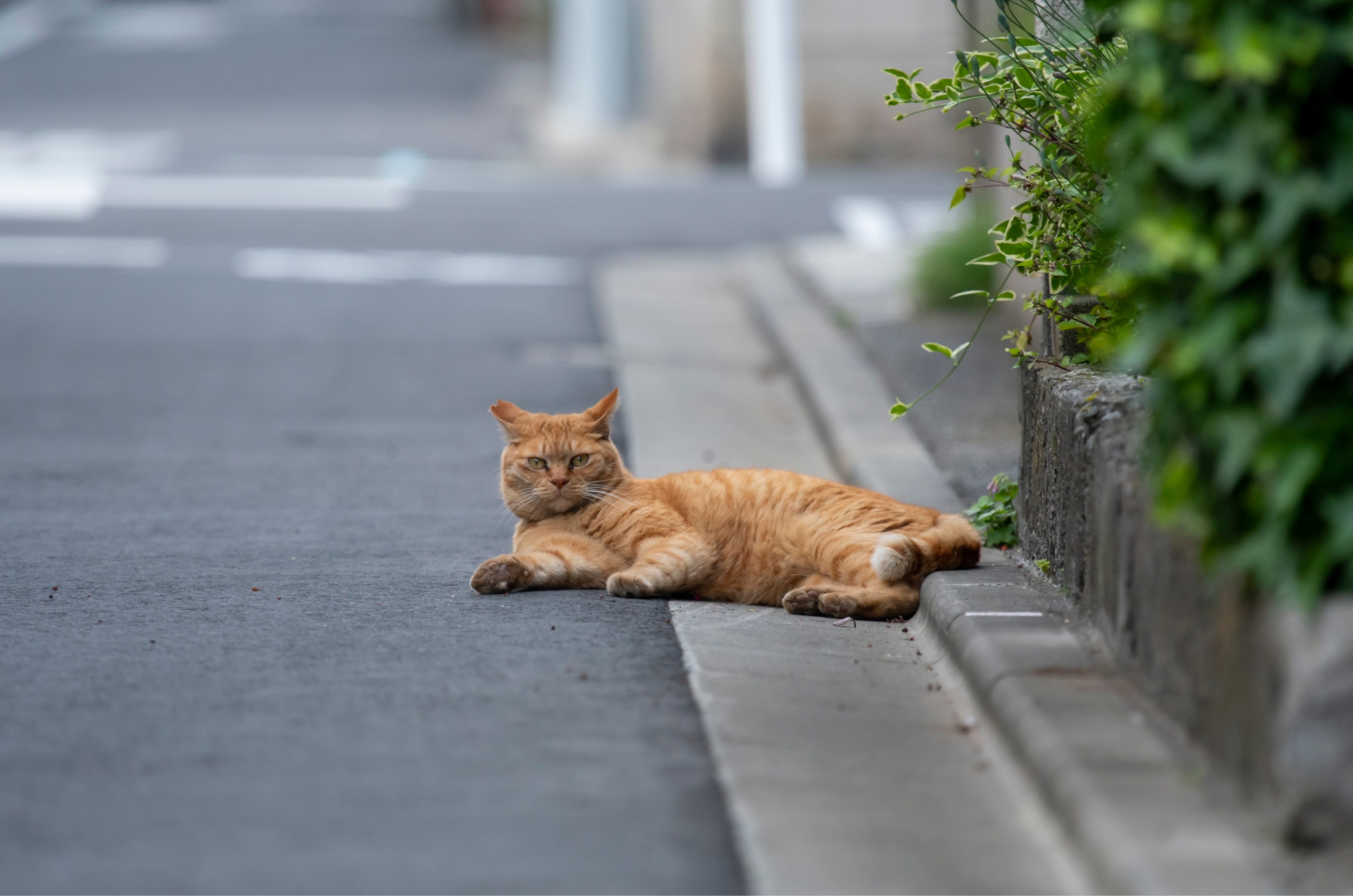 Gatos soltos vivem menos? Estudo revela riscos graves