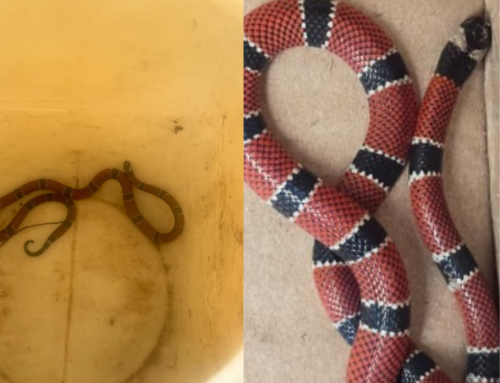 Grande Florianópolis registra quatro capturas de cobras em dias seguidos