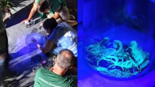 Mais de 100 escorpiões são capturados em condomínio de Biguaçu