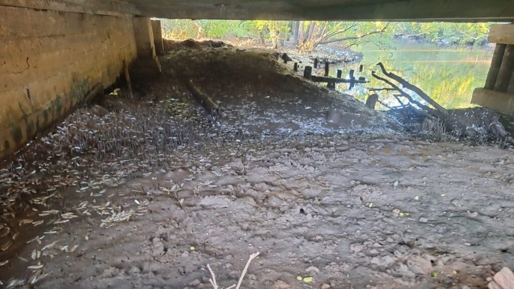 Mistério dos peixes mortos em Florianópolis pode ter causa revelada