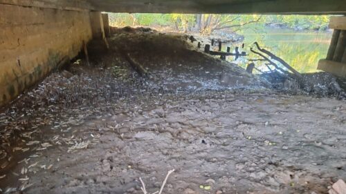 Mistério dos peixes mortos em Florianópolis pode ter causa revelada