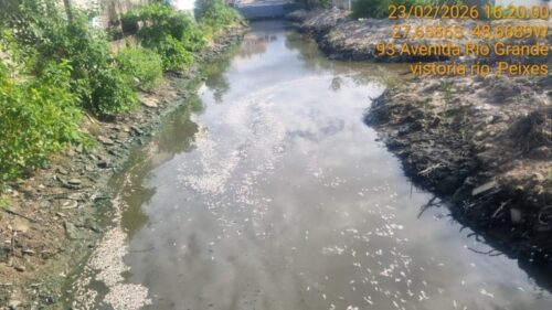 Mistério dos peixes mortos em SC ganha resposta e alerta ambiental